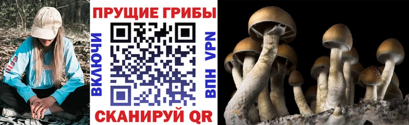 Псилоцибиновые грибы Cubensis  Купить где  Давлеканово 